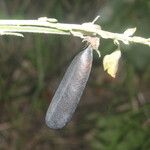 Crotalaria pilosa Plod