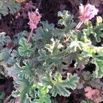 Pelargonium graveolens Blatt