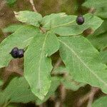 Lonicera nigra Fruit