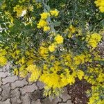 Acacia podalyriifolia Цветок