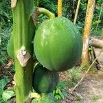 Carica papaya Fruit