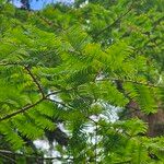 Metasequoia glyptostroboides Leaf