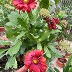 Gaillardia aristata burgunder花