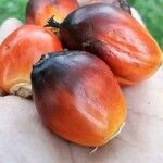 Elaeis guineensis Fruit