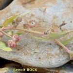 Atriplex glabriuscula Fruto