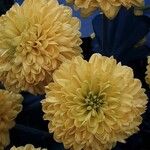 Chrysanthemum × morifolium Květ