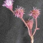 Campuloclinium macrocephalum Virág