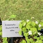 Anemonella thalictroides 花