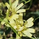 Launaea hafunensis Kvet