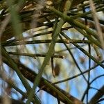 Retama monosperma Leaf