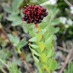 Rhodiola integrifolia Fruit