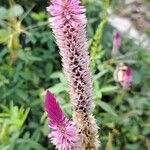 Celosia argenteaFlor