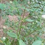 Dipsacus pilosus Характер