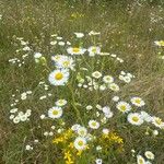 Erigeron annuusFlower