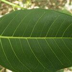 Ficus rubra Лист