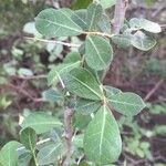 Commiphora glandulosa Leaf
