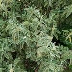 Phlomis purpurea Blatt