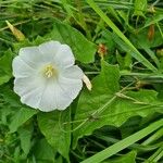 Calystegia silvaticaFlower