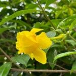 Allamanda cathartica फूल