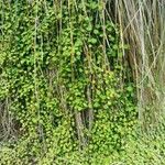 Fuchsia procumbens Celota