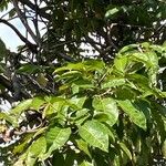 Ficus lacor Blad