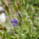 Veronica fruticans Fiore