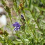 Veronica fruticans Floare