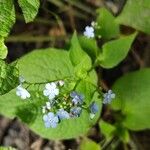 Brunnera macrophyllaFlor