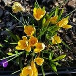 Crocus chrysanthusFlower