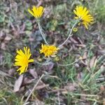 Hieracium glaucinum फूल