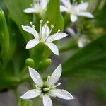 Lumnitzera racemosa फूल