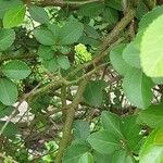 Grewia occidentalis Bark