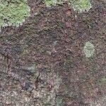 Detarium macrocarpum Rinde