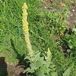 Verbascum densiflorumFlower