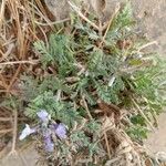 Lavandula multifida 葉