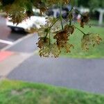 Tilia × euchlora 花