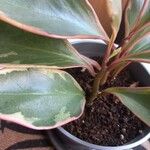 Peperomia tricolor برگ