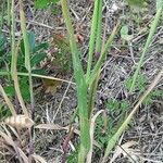 Cynosurus echinatus Leaf