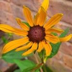 Rudbeckia fulgida Цвят