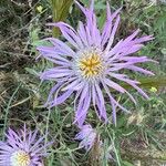 Volutaria muricata Fula