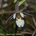 Epipactis palustris Flor