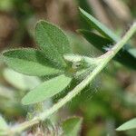 Trifolium lappaceum Blad