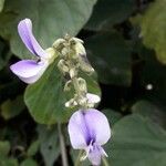 Pueraria phaseoloides Flor