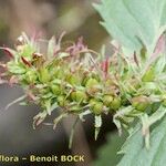 Paederota lutea Fruit