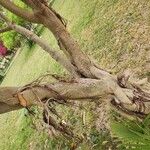 Ficus cordata Corteza