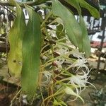 Cyrtorchis chailluana Flower