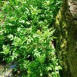 Nasturtium microphyllum Natur