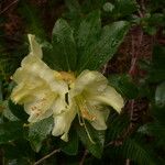 Rhododendron fletcherianum Kvet