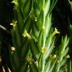 Crucianella angustifolia 花