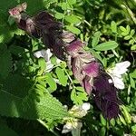 Salvia nemorosa Квітка